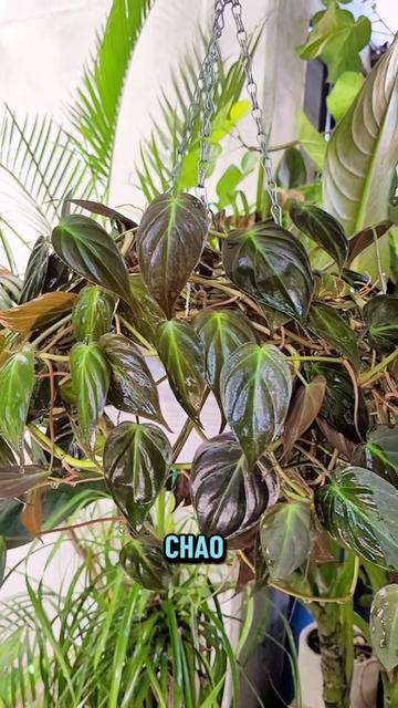 @Plantología🌿