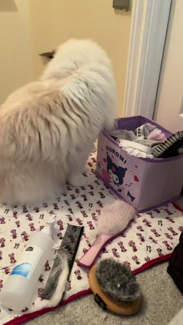 @TheFancyCatsWorld