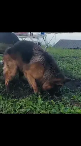 @МАТЬ ДРАКОНІВ🤣