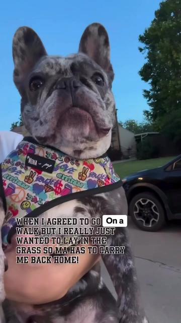 @Fly Lil Frenchie From OKC