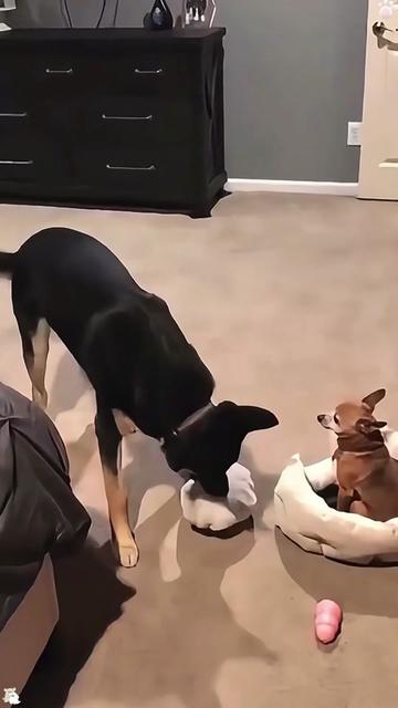 @funnyanimalvideo99