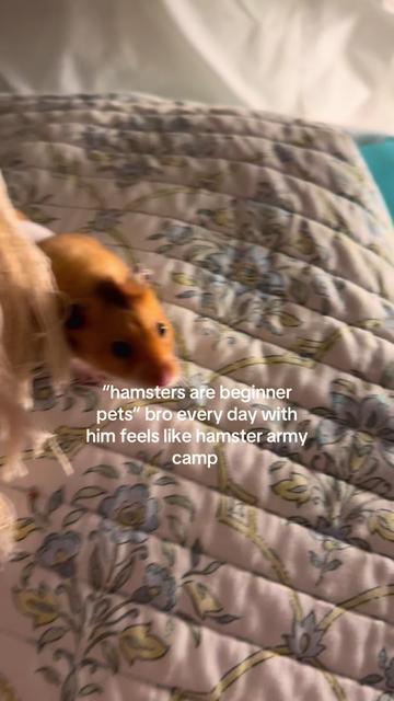 @hamsterwlw