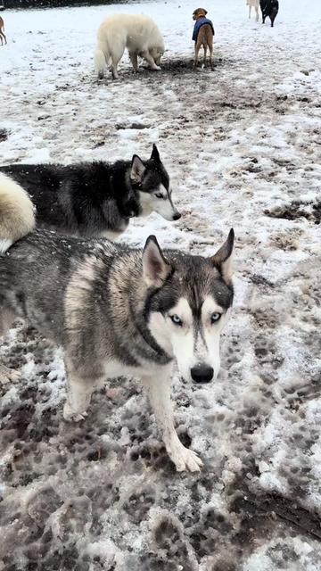 @Derpydogbus