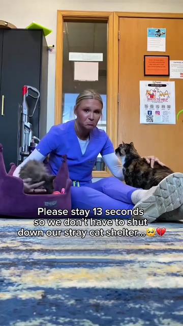@Purry Paws