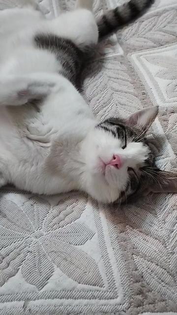 @miniş