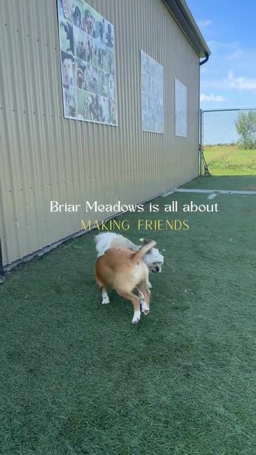 @briar.meadows