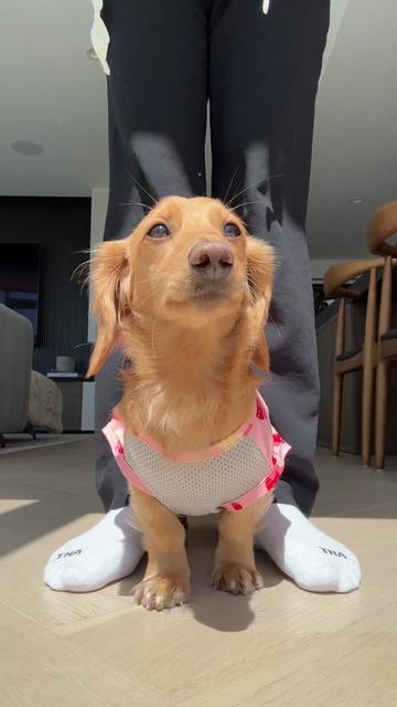 @cashewdachshund