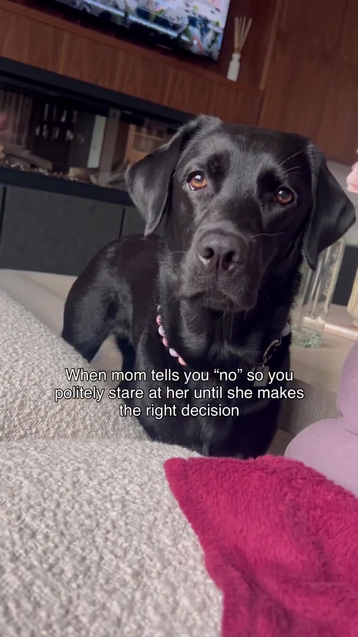 @lisatheblacklab