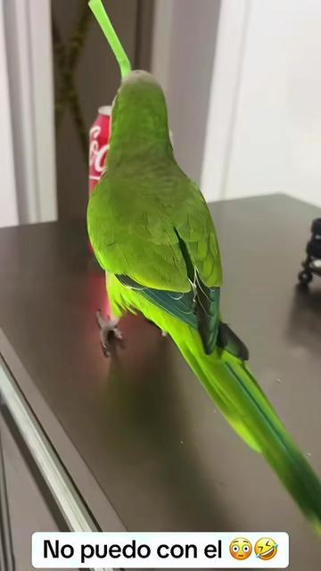 @Charlie🦜