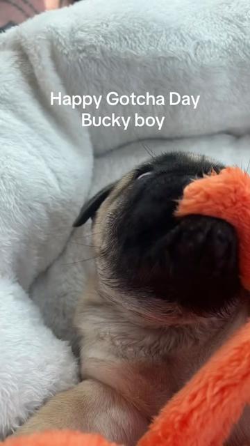 @thewinterpug