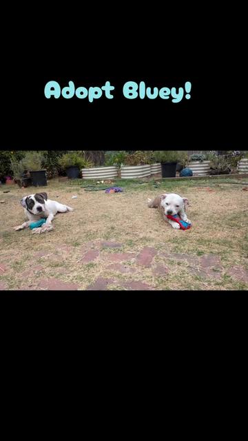 @Oakland Animal Services