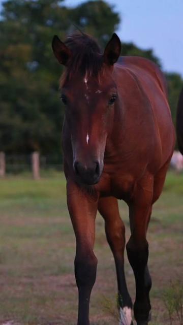 @HD Performance Horses