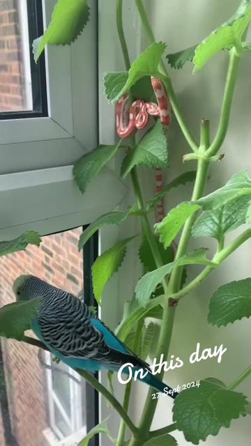 @Blu_the_budgie 🇹🇹