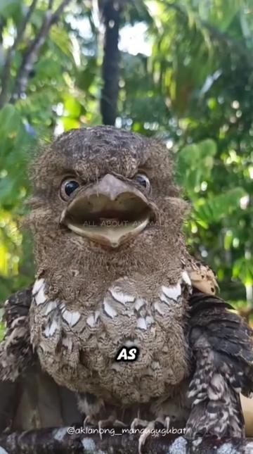 @ALL ABOUT ANIMALS