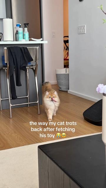 @Cleo the City Kitty