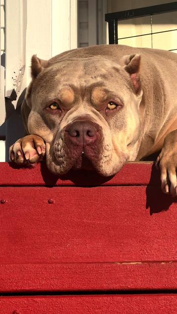 @🐾 Boundless Bullies 🐾