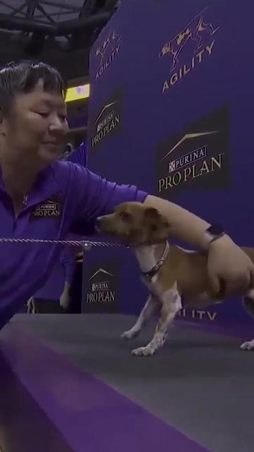 @Westminster Kennel Club