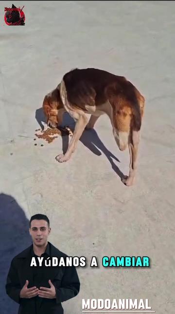 @Modoanimal