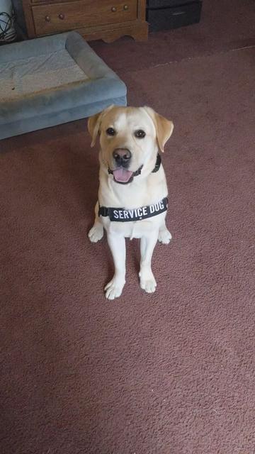 @Service Pup Milo