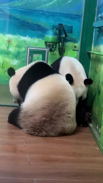 @熊猫妹珠🐼