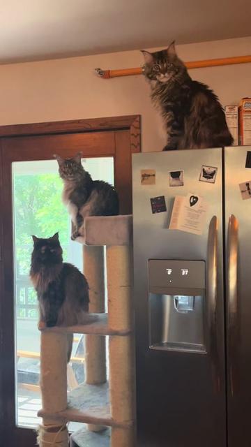 @Grapes the Maine Coon