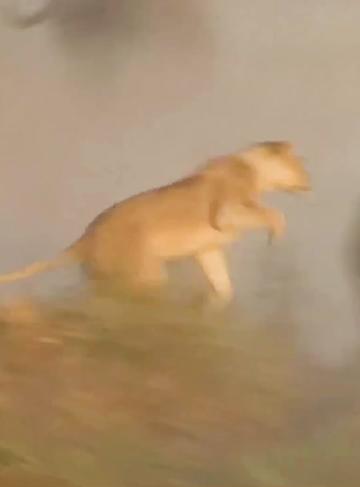 @look animals