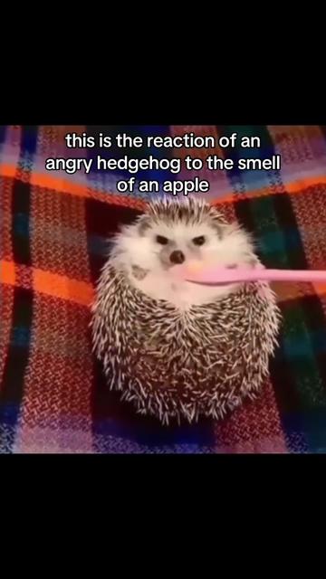 @SpaceXplorer