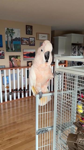 @Barney the West Coast Cockatoo