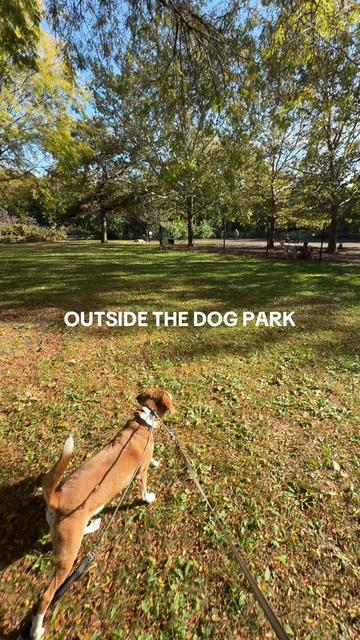@dogstrainjen