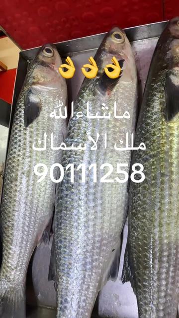 @KING FISH 🇴🇲 مـلـك الأســماك