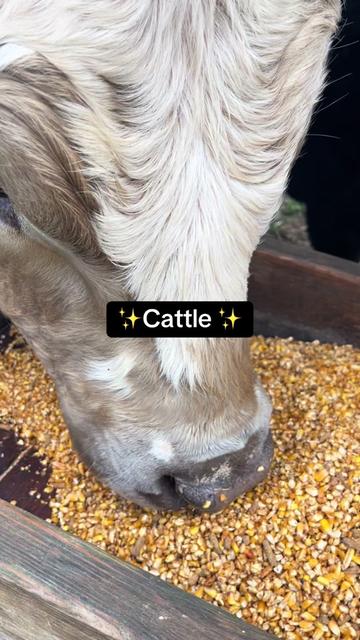 @Sami &bull; LDH Farmstead