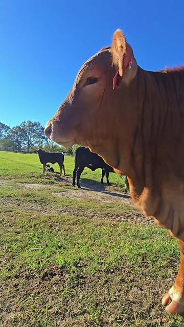@M.I. CATTLE CO.