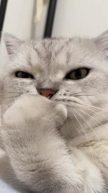 @Cute_kitten