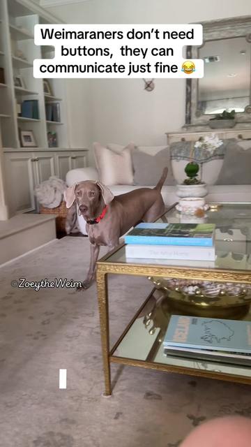 @Zoey the Weim