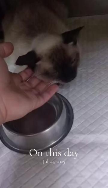 @TheCatFather