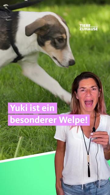@Tiere suchen ein Zuhause