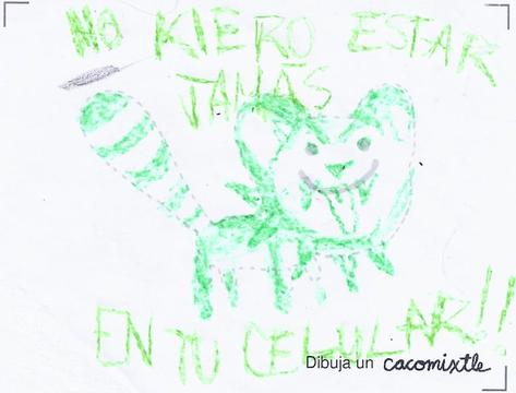 @cacomixtle