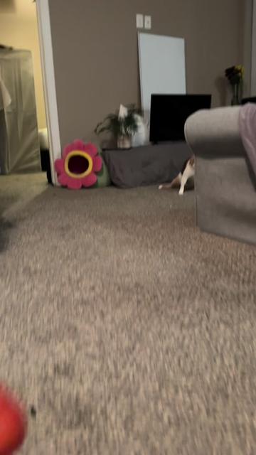 @Ada