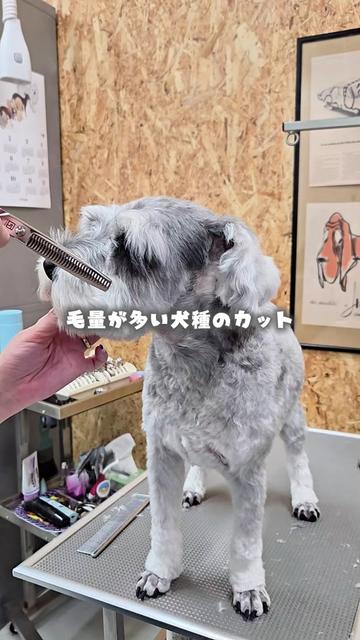 @Svans(スバンス)|トリマー向けシザー&バリカン専門