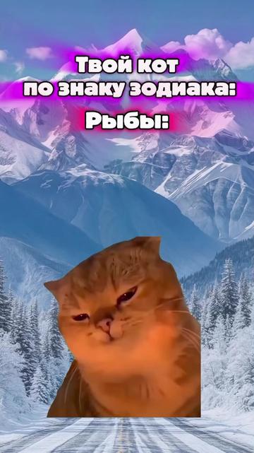 @MisterCat