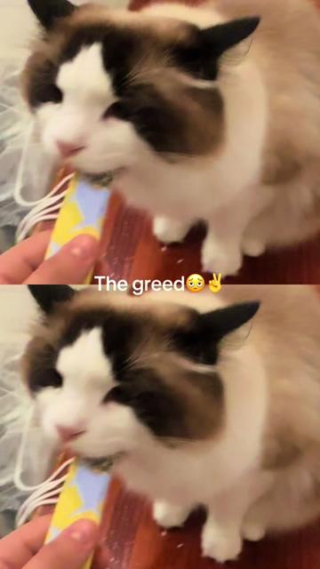 @wild_card__