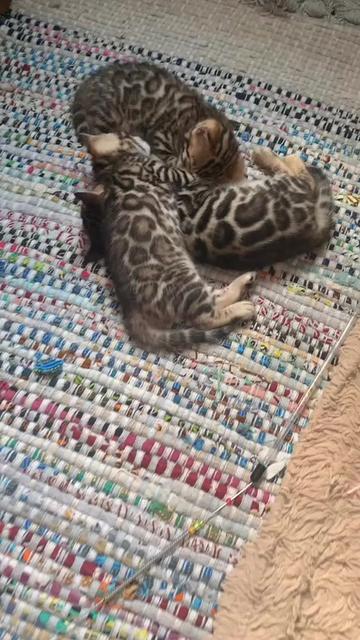 @Bengal Cats