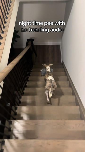 @Kayce Dog🤪🩷
