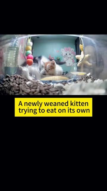 @purrrr