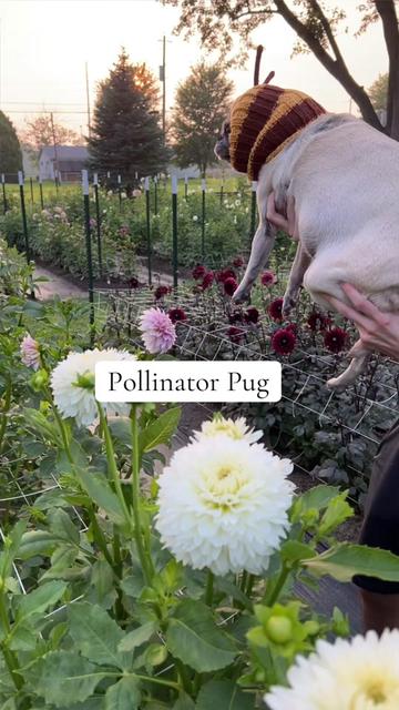 @Christopher | Flower Farmer