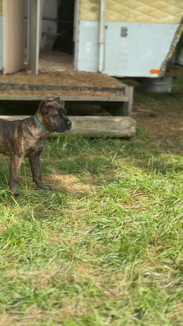 @americana_kennels