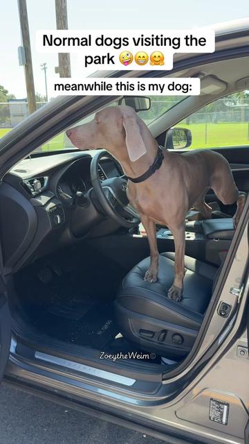 @Zoey the Weim
