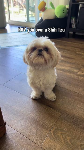 @Hugh the Shih Tzu