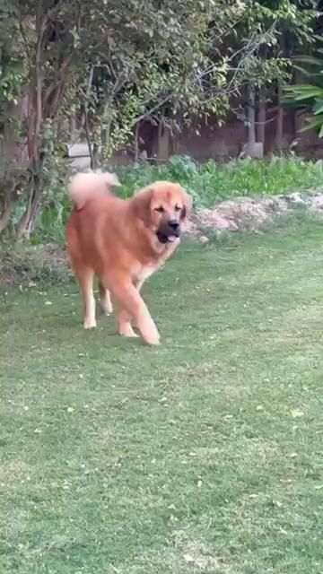 @Kashmiri_Bakrwal_Dog