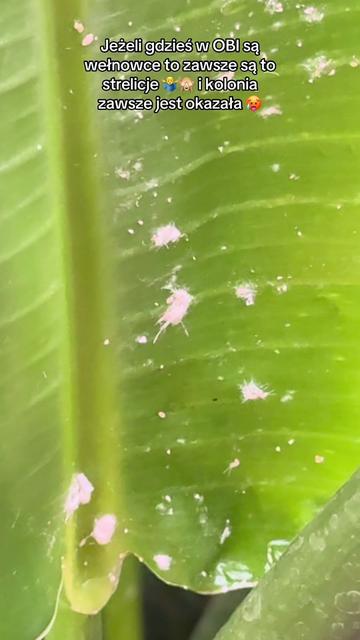 @maciej.plants